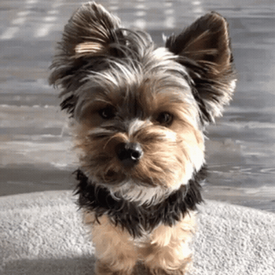 A Small Yorkshire Terrier Is Looking At The Camera GIF