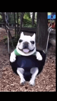 A Smiling Dog Is Sitting On A Tire Swing In A Park GIF