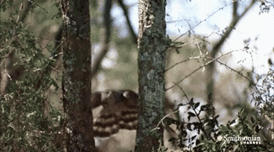 A Smithsonian Channel Video Of A Bird Flying Through A Tree GIF