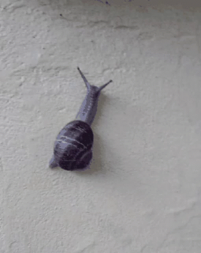 A Snail Is Crawling On A Gray Surface GIF