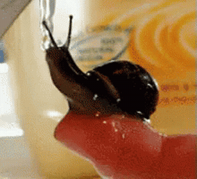 A Snail Is Crawling On A Red Object In Front Of A Bottle GIF