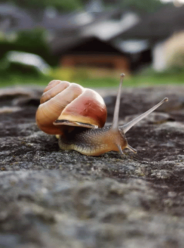 A Snail Is Crawling On A Rock With A Blurry Background GIF