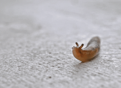 A Snail Is Crawling On A White Surface With Its Tongue Out GIF