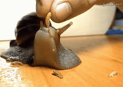 A Snail Is Crawling On A Wooden Table And Being Fed By A Hand . GIF