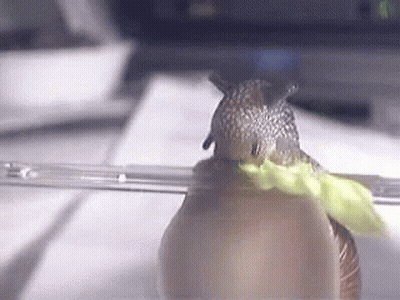 A Snail Is Eating A Leaf Of Lettuce In A Plastic Container . GIF