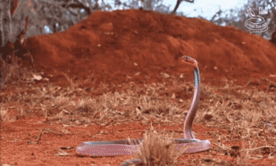 A Snake Is Crawling On The Ground In Front Of A Pile Of Dirt And A Sign That Says Film Club GIF