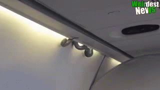 A Snake Is Crawling Under The Ceiling Of A Plane . GIF