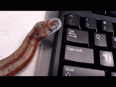 A Snake Laying On Top Of A Keyboard With The Tab And Caps Lock Keys Highlighted GIF