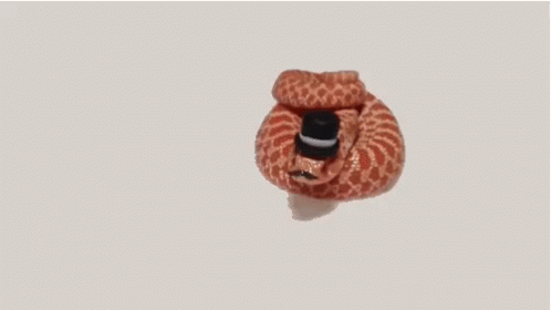 A Snake Wearing A Top Hat With Its Tongue Hanging Out . GIF