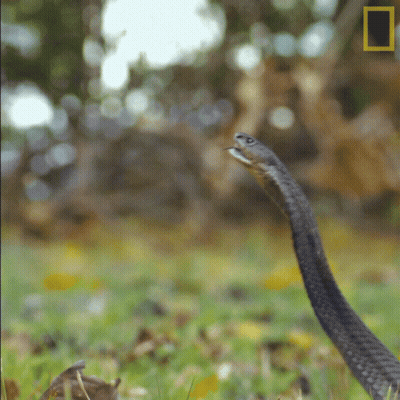 A Snake With Its Mouth Open And A National Geographic Logo In The Background GIF