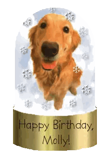 A Snow Globe With A Picture Of A Dog And The Words Happy Birthday Molly On It Sticker