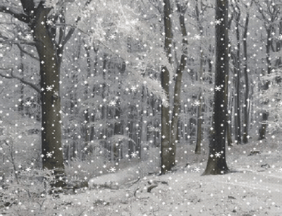 A Snowy Forest With Trees Covered In Snow And Snowflakes Falling GIF