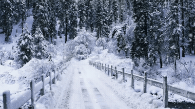 A Snowy Road With A Wooden Fence And Trees On Both Sides GIF