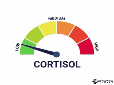 A Speedometer With The Word Cortisol In The Middle GIF