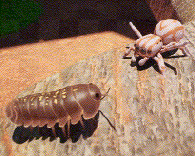 A Spider And A Bug Are Standing Next To Each Other On A Piece Of Wood GIF