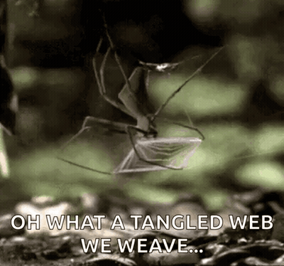 A Spider Is Eating Another Spider In A Web . GIF