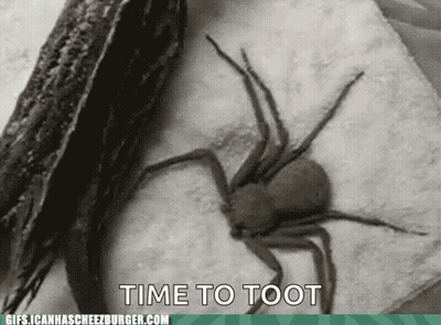 A Spider Is Sitting On A Napkin With The Words Time To Toot Written Below It GIF