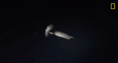 A Squid Is Swimming In The Dark With A Yellow Border . GIF