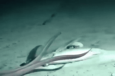 A Squid Is Swimming In The Ocean With A Fish In The Background . GIF