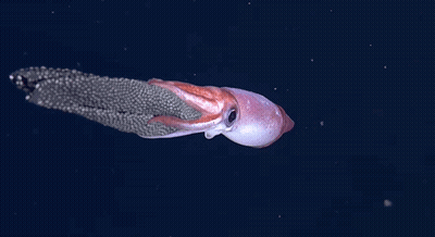 A Squid Is Swimming In The Ocean With A Long Tail . GIF