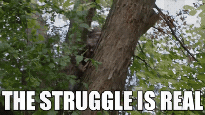 A Squirrel Is Climbing A Tree With The Words `` The Struggle Is Real '' Below It . GIF