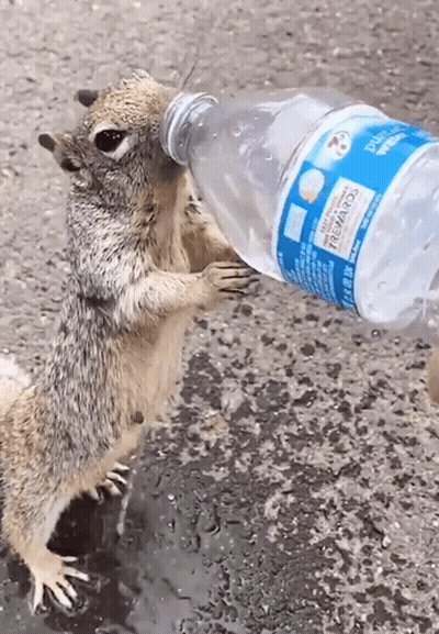 A Squirrel Is Drinking From A Bottle That Says Sierra Mist GIF