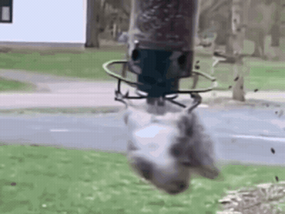 A Squirrel Is Hanging From A Bird Feeder . GIF