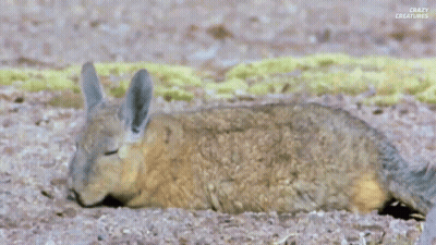 A Squirrel Is Laying On Its Back On The Ground . GIF