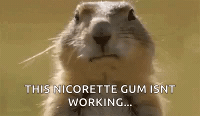 A Squirrel Is Looking At The Camera And Saying `` This Nicorette Gum Isn 'T Working ... '' . GIF