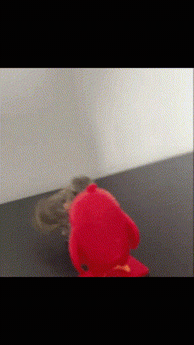 A Squirrel Is Playing With A Red Elmo Toy GIF