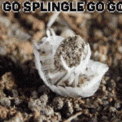 A Squirrel Is Sitting On A Pile Of Dirt With The Words Go Splingle Go Go GIF