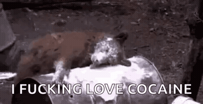 A Squirrel Is Sitting On Top Of A Barrel With The Words `` I Fucking Love Cocaine '' . GIF