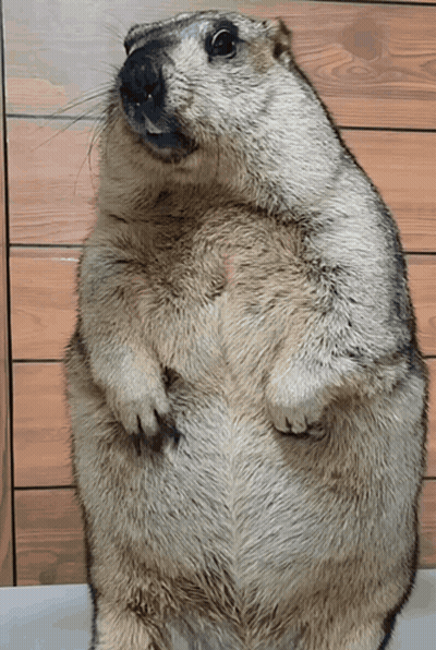 A Squirrel Is Standing On Its Hind Legs And Looking Up At The Camera GIF