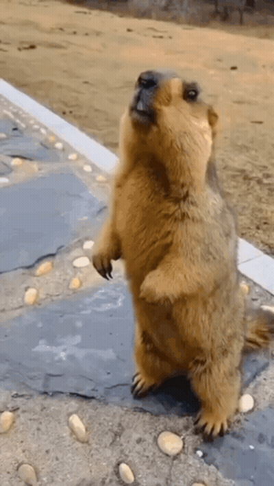 A Squirrel Is Standing On Its Hind Legs On A Sidewalk . GIF