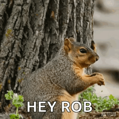 A Squirrel Standing Next To A Tree With The Words Hey Rob Written Below It GIF