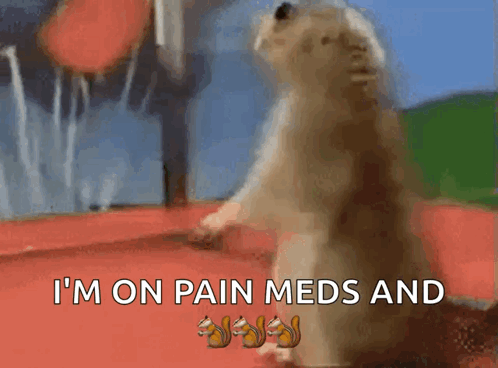 A Squirrel Standing On Its Hind Legs With The Words I 'M On Pain Meds And Squirrels Below It GIF