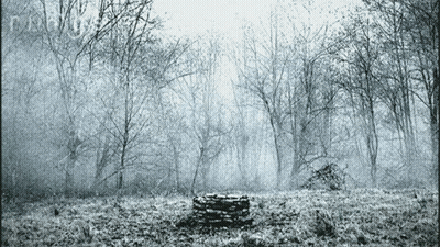 A Stack Of Logs In The Middle Of A Forest GIF