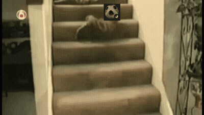 A Staircase With A Picture Of A Panda On The Top GIF