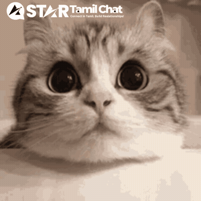 A Star Tamil Chat Advertisement With A Cat GIF
