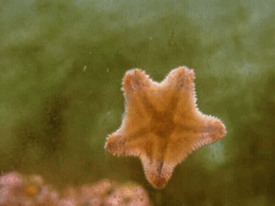 A Starfish Is Floating In The Water With A Jellyfish Behind It GIF