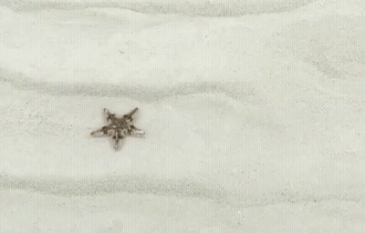 A Starfish Is Sitting On Top Of A Pile Of White Sand . GIF
