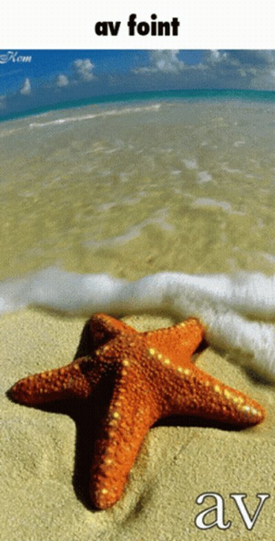 A Starfish On A Beach With The Word Av Written On It GIF
