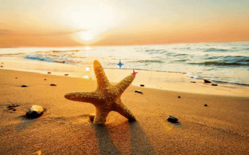 A Starfish On A Sandy Beach With The Sun Shining On It GIF