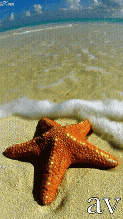 A Starfish On A Sandy Beach With The Word Av Written Below It GIF
