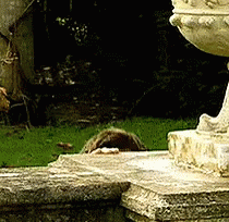 A Statue Of A Deer Is Sitting On A Stone Ledge GIF
