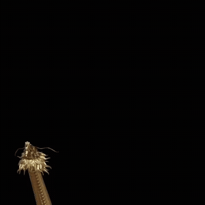 A Statue Of A Gold Dragon With A Long Tail On A Black Background GIF