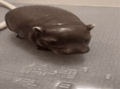 A Statue Of A Hippopotamus Is Standing On A Bathtub . GIF