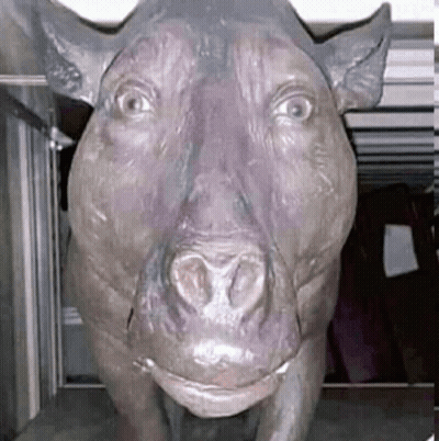A Statue Of A Pig With A Crown On Its Head Is Looking At The Camera . GIF