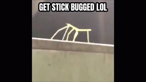 A Stick Bug Is Crawling On A Wall With The Caption Get Stick Bugged Lol . GIF