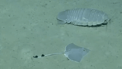 A Stingray Is Swimming Next To A White Bug On The Sand GIF